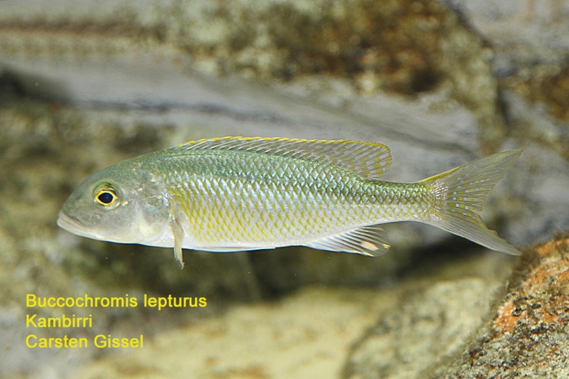 Buccochromis lepturus 'Kambiri Point'